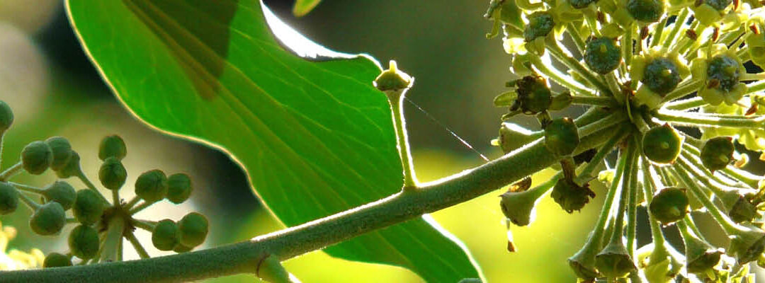 Schuilplaats voor vogels