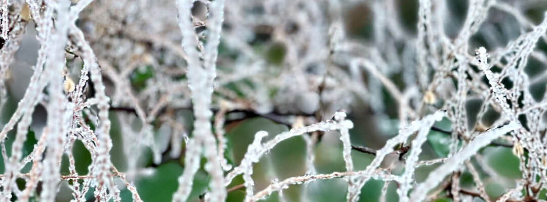 Winterstilte in de tuin