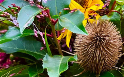 Bloemen, zaden en mengsels