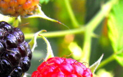 Fruit oogsten en kruiden